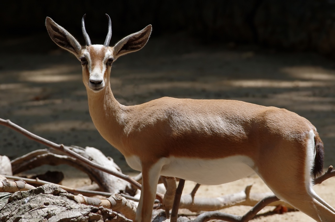 Dorcas gazelle-ID-135320096-©-Harju-Alexandru-Cornel-Dreamstime.jpeg