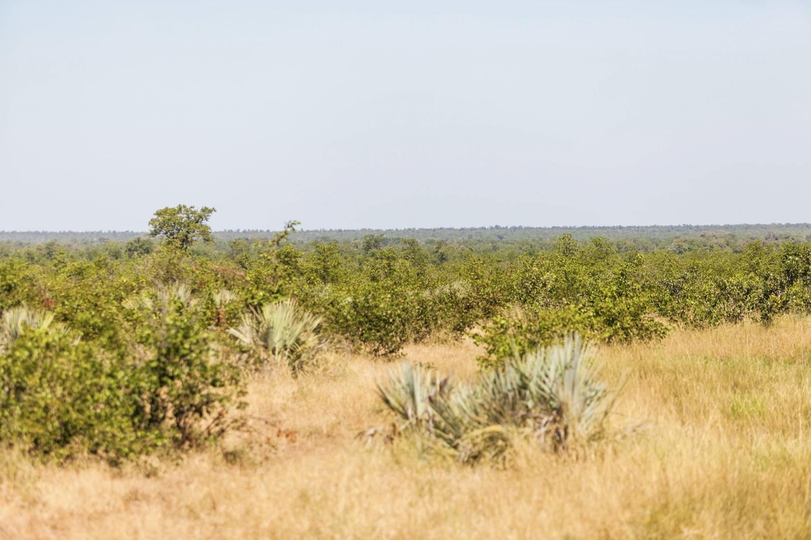 Somali Acacia-Commiphora Bushlands and Thickets