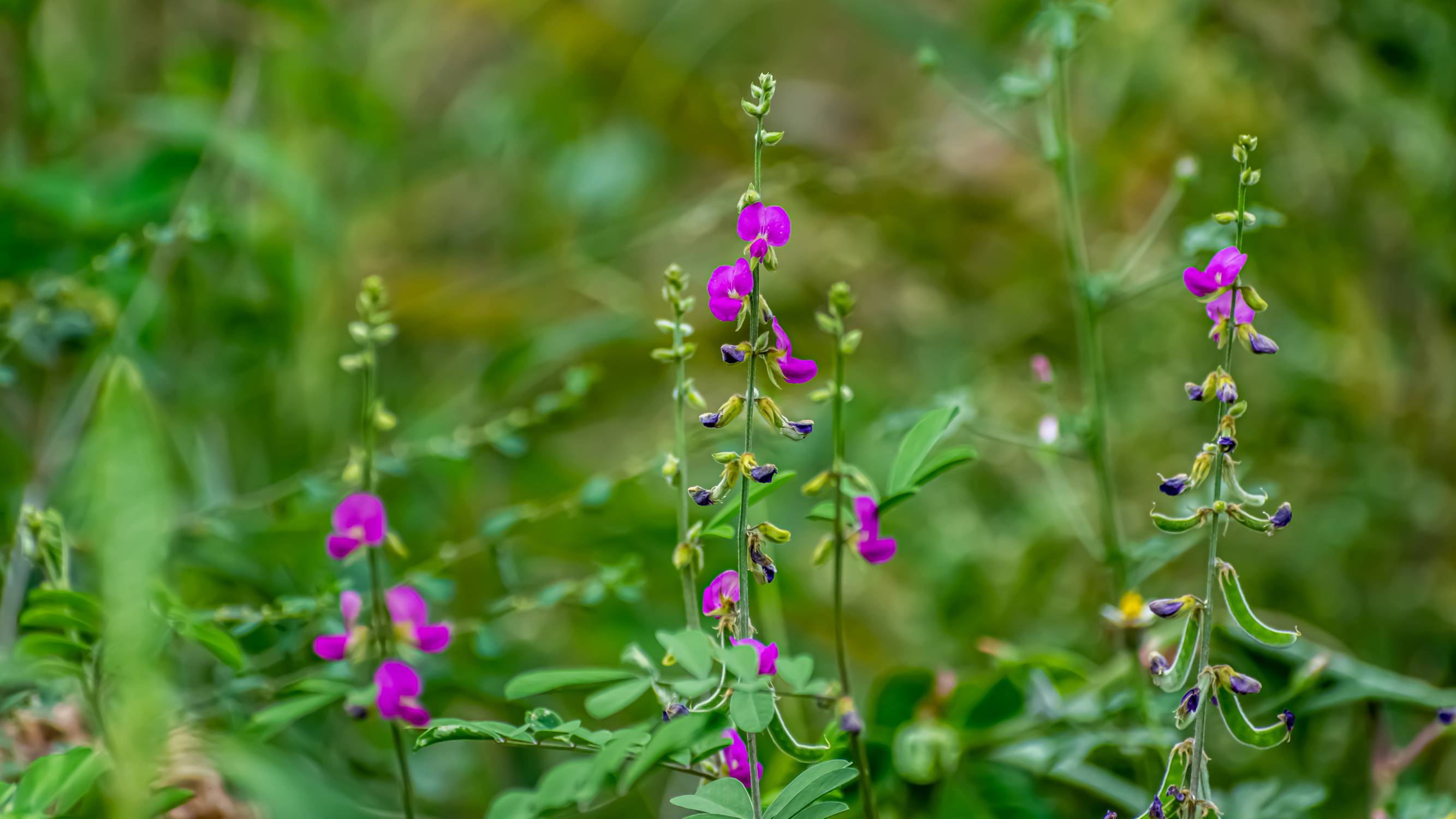 Tephrosia purpurea. Photo ID: 254701398 © Privin Sathy | Dreamstime.com