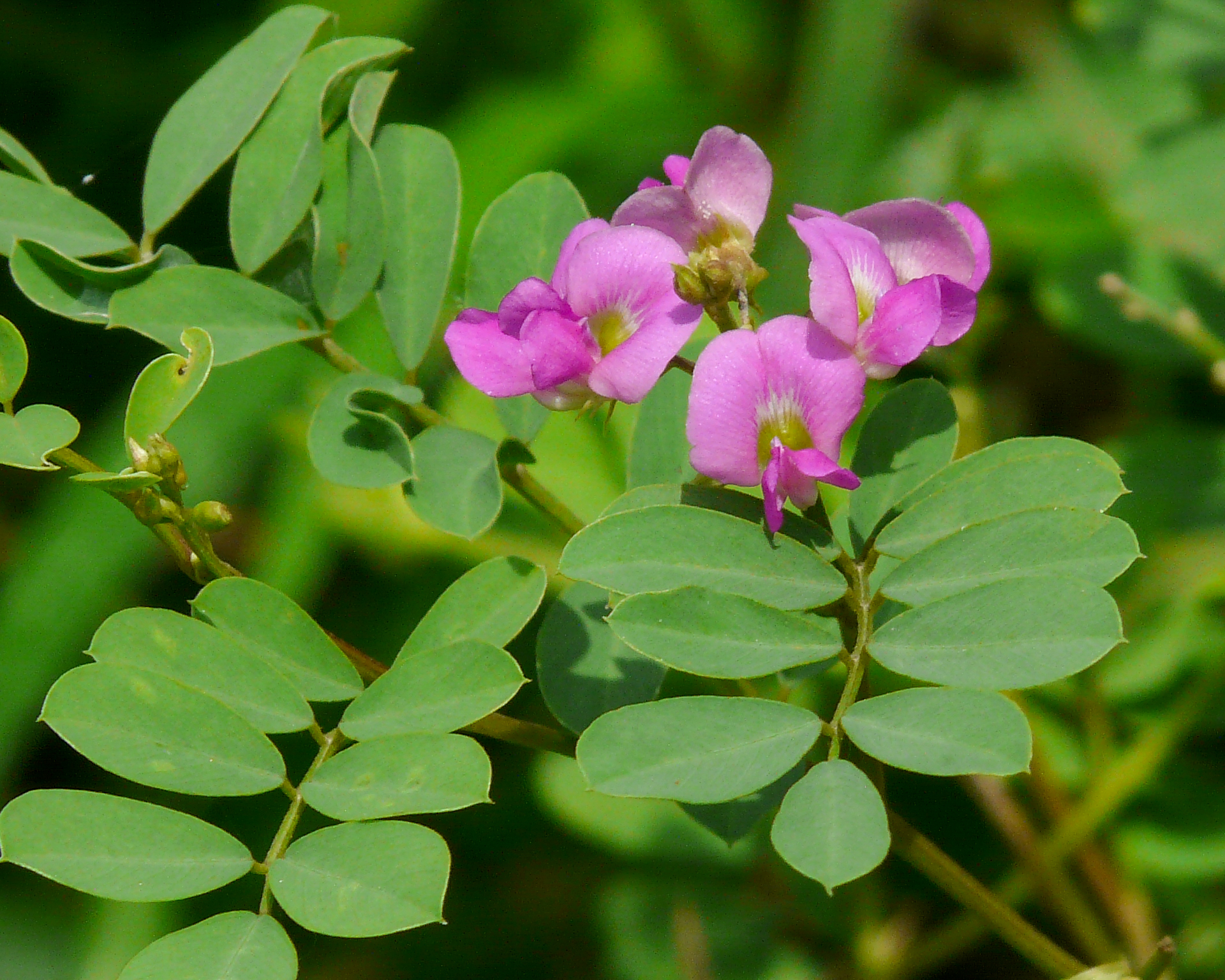 Индийского растения Tephrosia purpurea