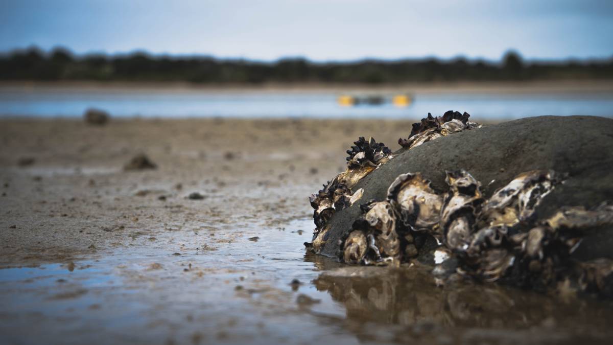 Oysters on a rock at low tide.