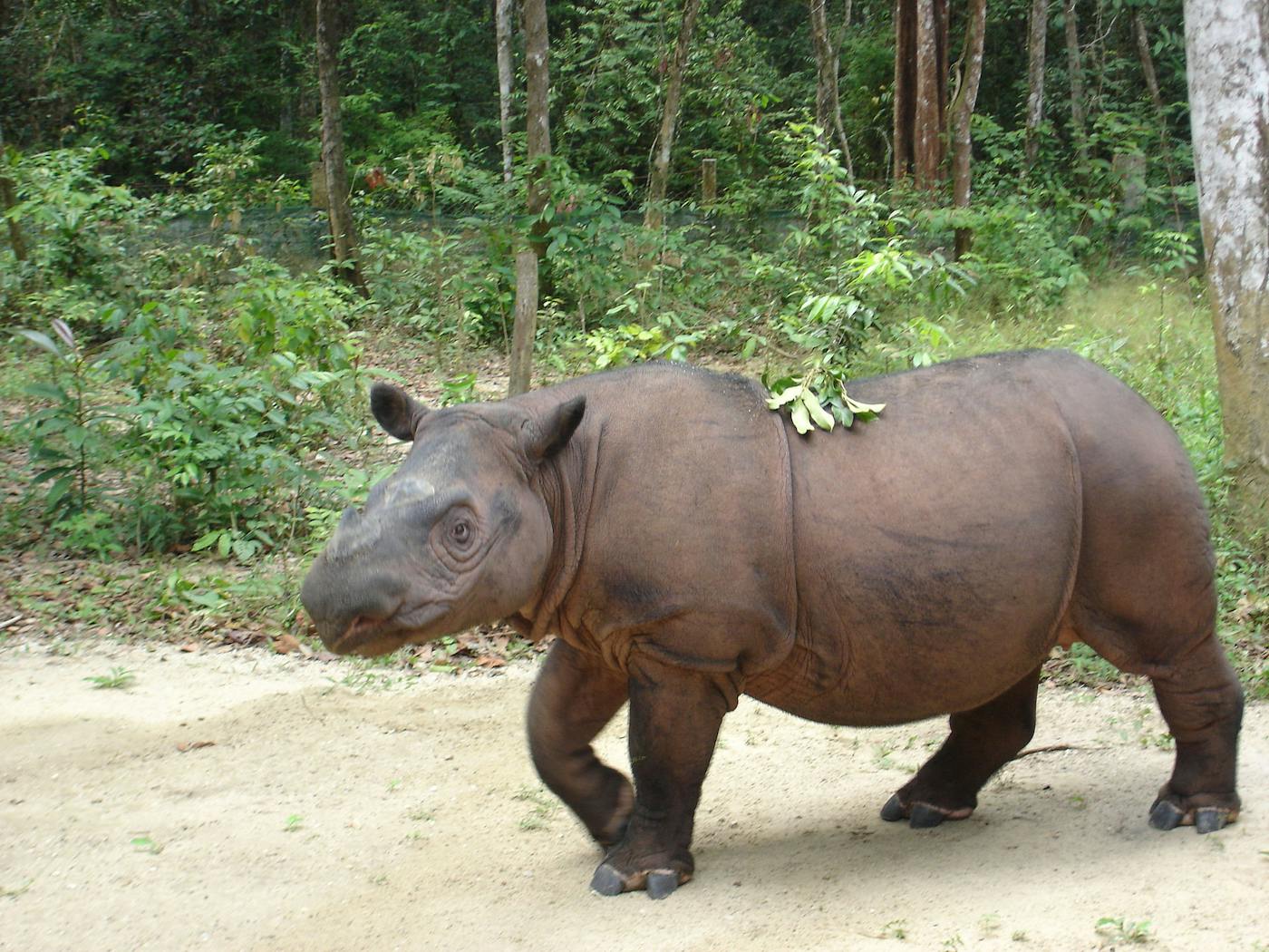 Protecting Wild Sumatran Rhinos in West Leuser, Indonesia | One Earth