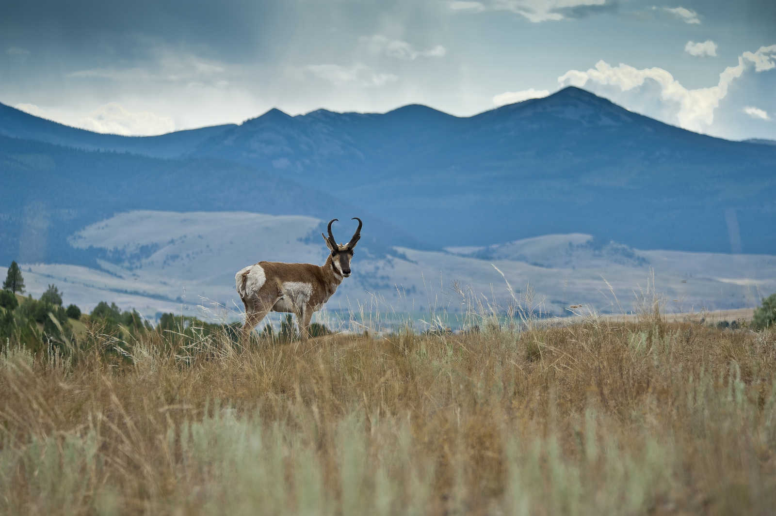 A pronghorn overlooking Flathead Reservation, Montana. Image Credit: © Sharon Lebrun, Dreamstime. A pronghorn overlooking Flathead Reservation, Montana. Image Credit: © Sharon Lebrun, Dreamstime.