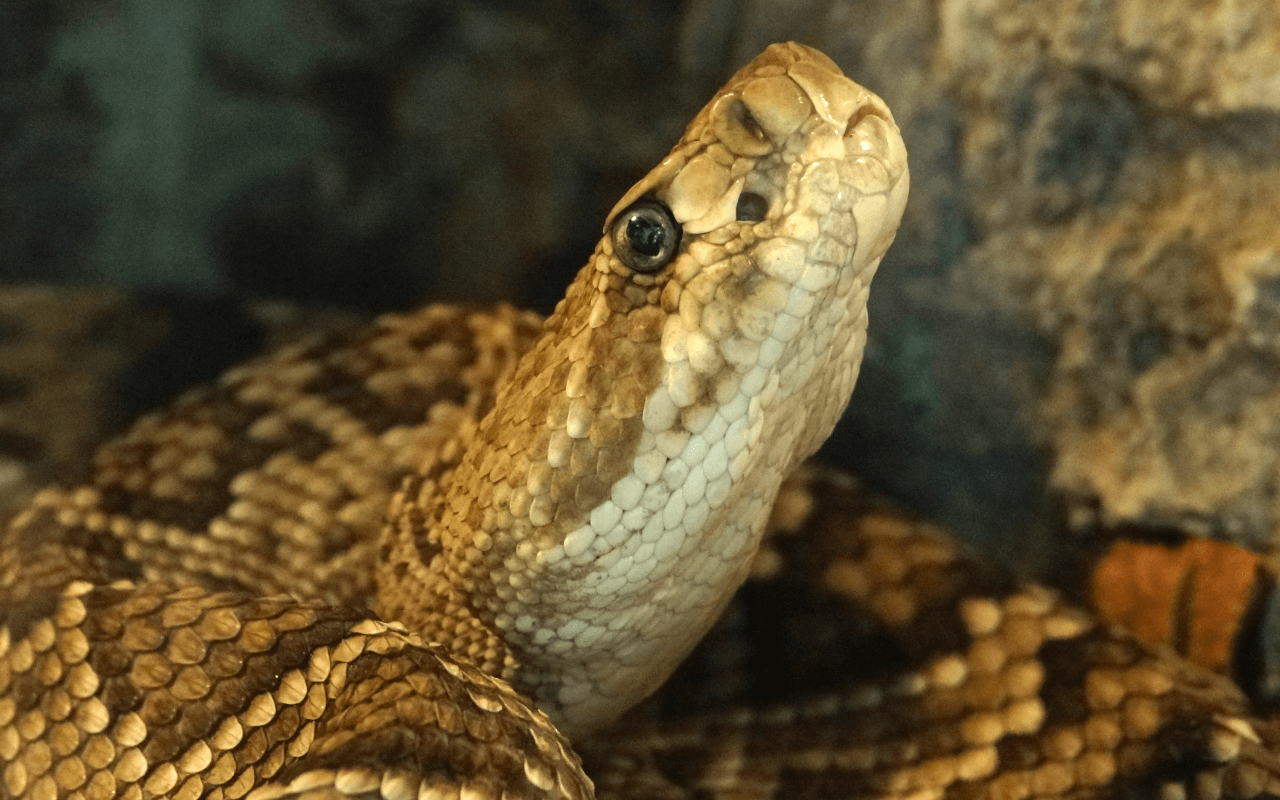 Close up of Mexican West Coast Rattlensnake face