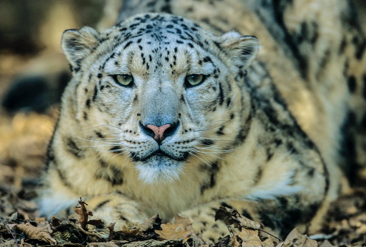 Snow leopards: stealth apex predators known as ‘ghosts of the mountains