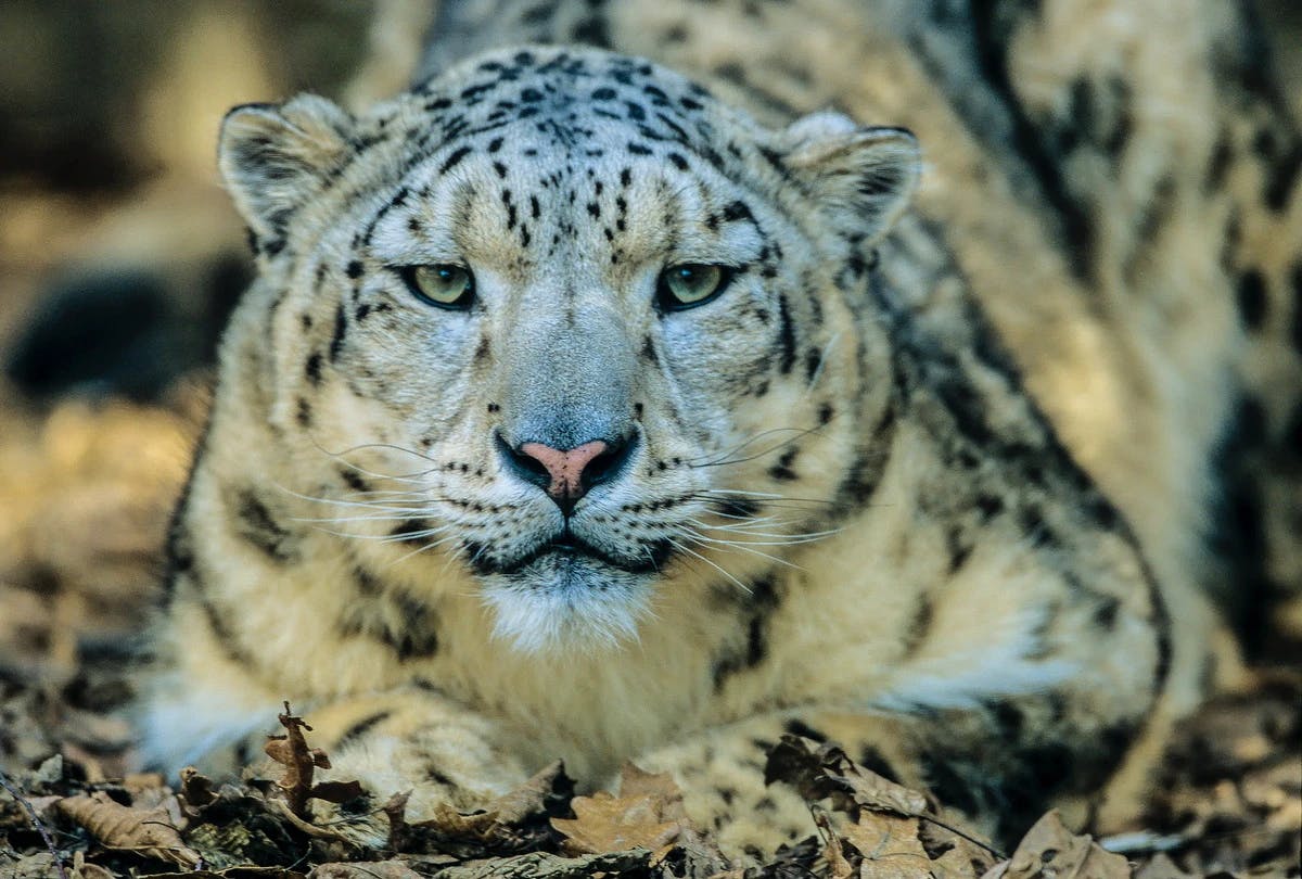 Snow Leopard a.k.a Grey Ghosts of Himalaya are very rare to find.