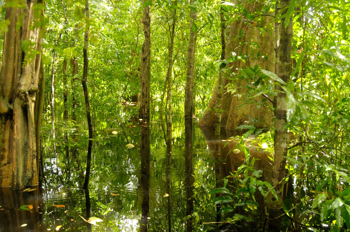Northern Amazonian Forests (NT20)