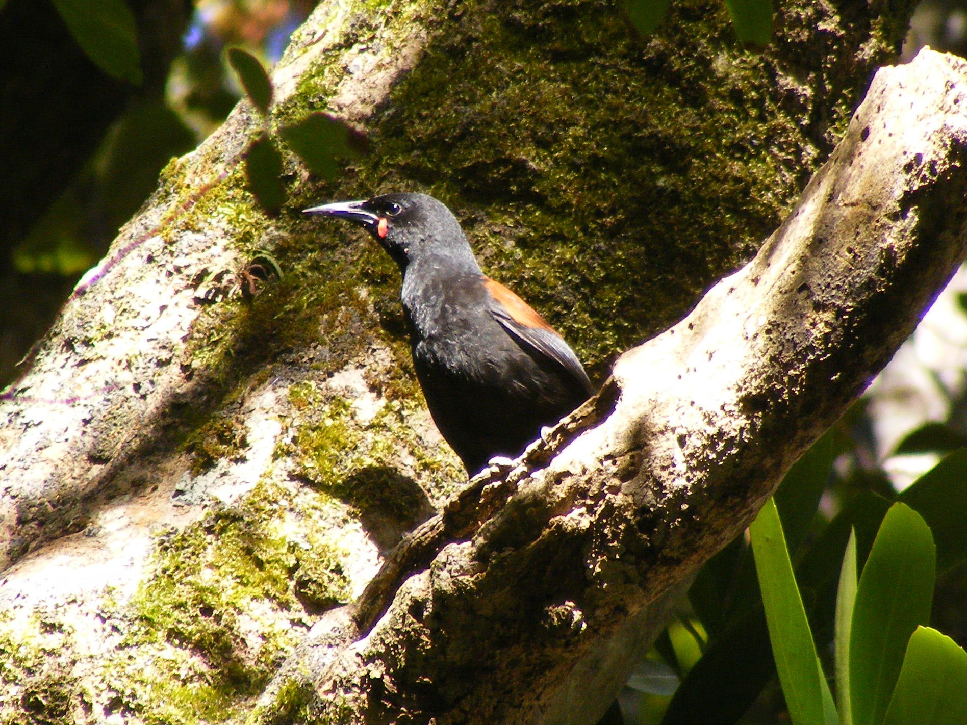 South Island Saddleback. Image credit: Wikipedia, D-rew (CC by 3.0)