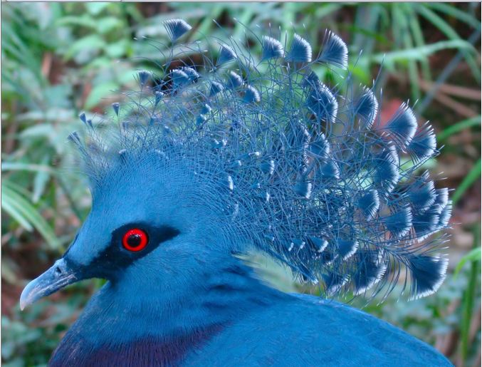 Victoria Crowned Pigeon. Image credit: Wikipedia, Bjørn Christian Tørrissen (CC by 3.0)