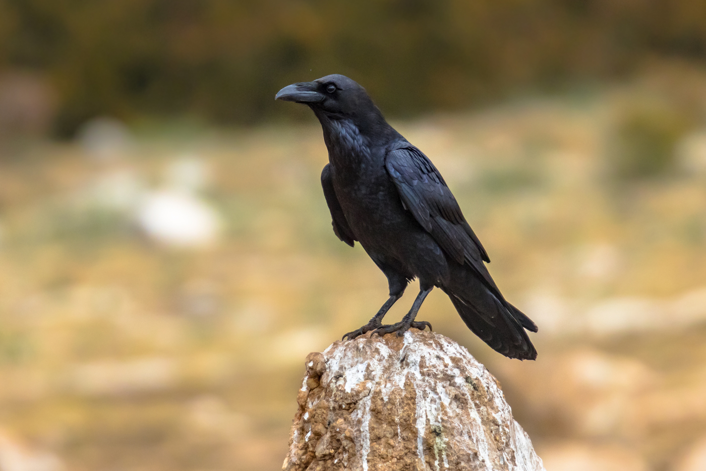 Common raven (Corvus corax) perched on rock.