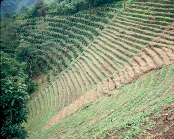 Case study 6: micro-terraces