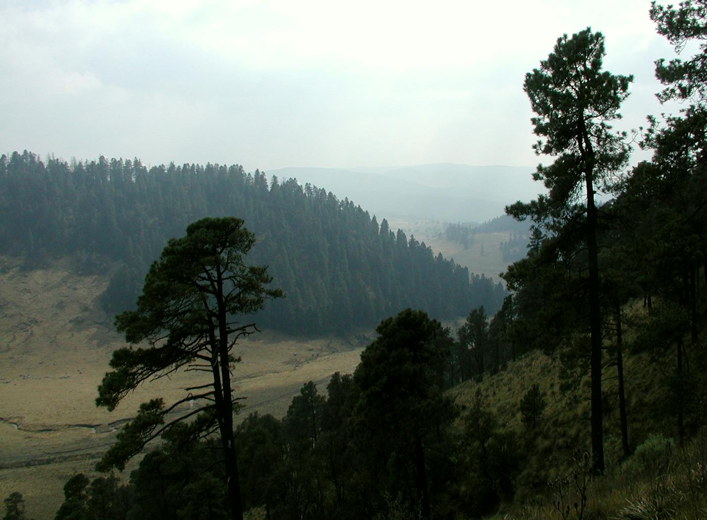Mexican Dry & Coniferous Forests (NT28)