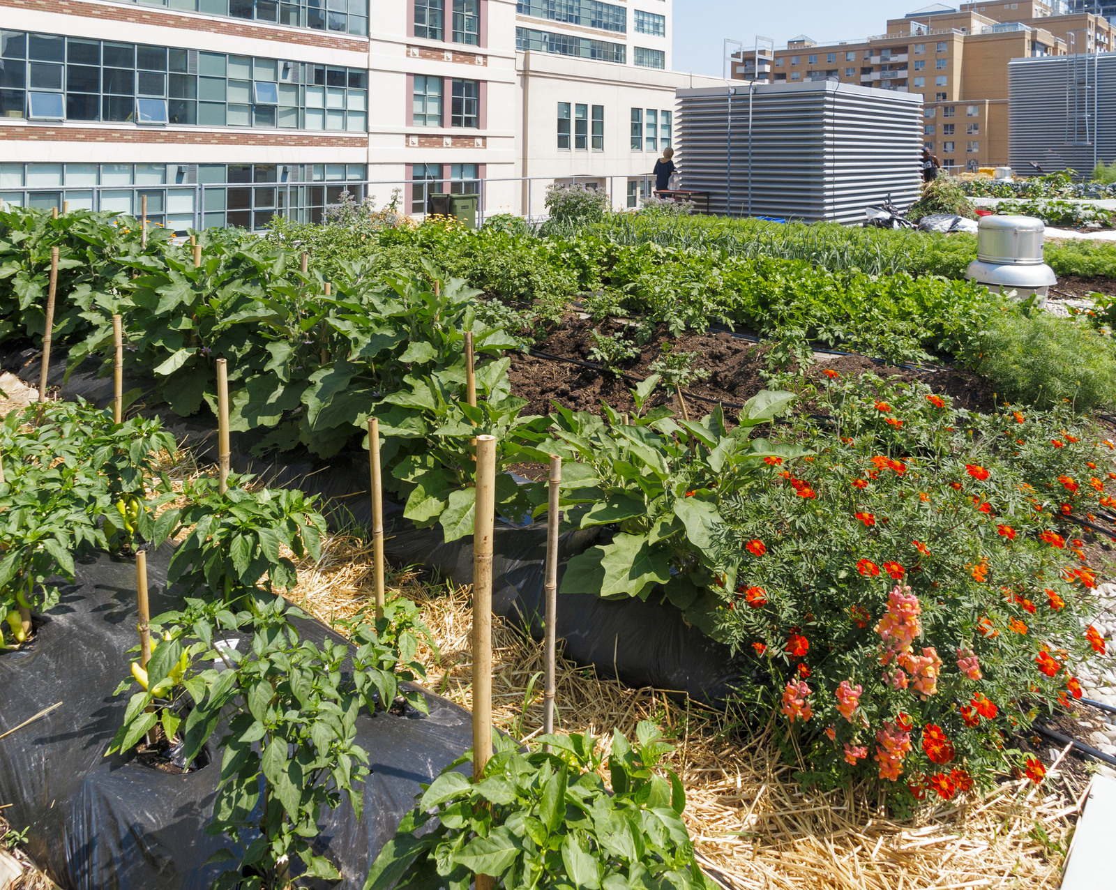 Growing vegetables on roof of urban building. Image Credit: © Alisonh29 | Dreamstime.com.