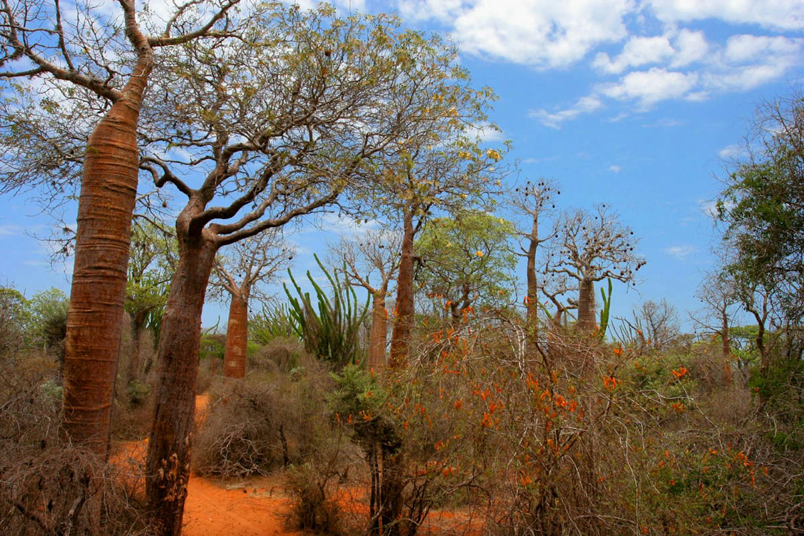 Madagascar Spiny Thickets