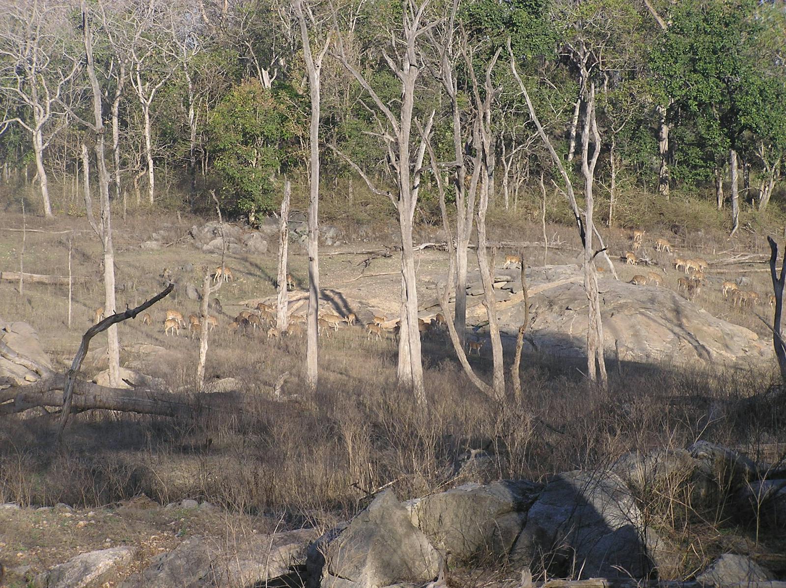 Central Deccan Plateau Dry Deciduous Forests