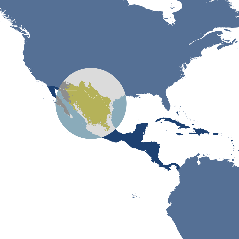 The Mexican gray wolf is the iconic species of the Sierra Madre Forests & Mexican Drylands bioregion (NA29), located in the Mexican Drylands subrealm of Northern America. The Mexican gray wolf is the iconic species of the Sierra Madre Forests & Mexican Drylands bioregion (NA29), located in the Mexican Drylands subrealm of Northern America.