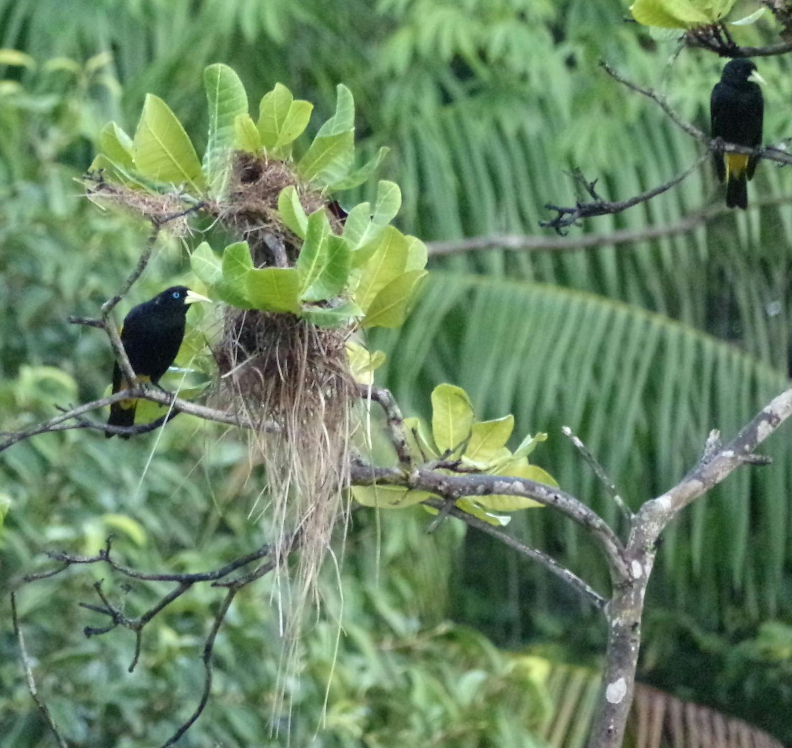 Tocantins/Pindare Moist Forests