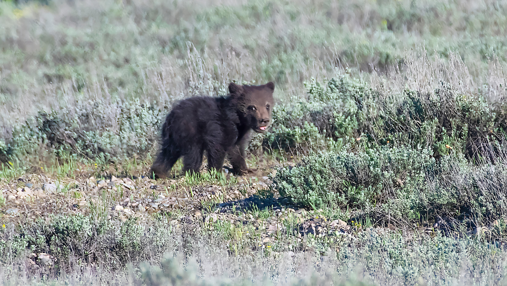 Grizzly bear cub walking free from mother bear. Image Credit: John Morrison from Getty Images Signature via Canva Pro.
