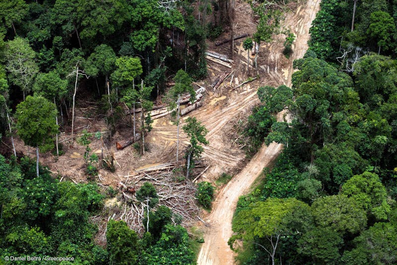 Aerial view of peatland forest at Lokolama/Penzele around Mbandaka, Democratic Republic of the Congo. Image credit: Courtesy of © Daniel Beltrá / Greenpeace via Earth Insight.