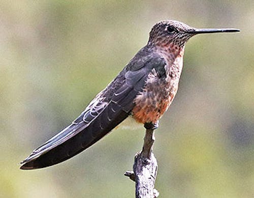 Giant hummingbird