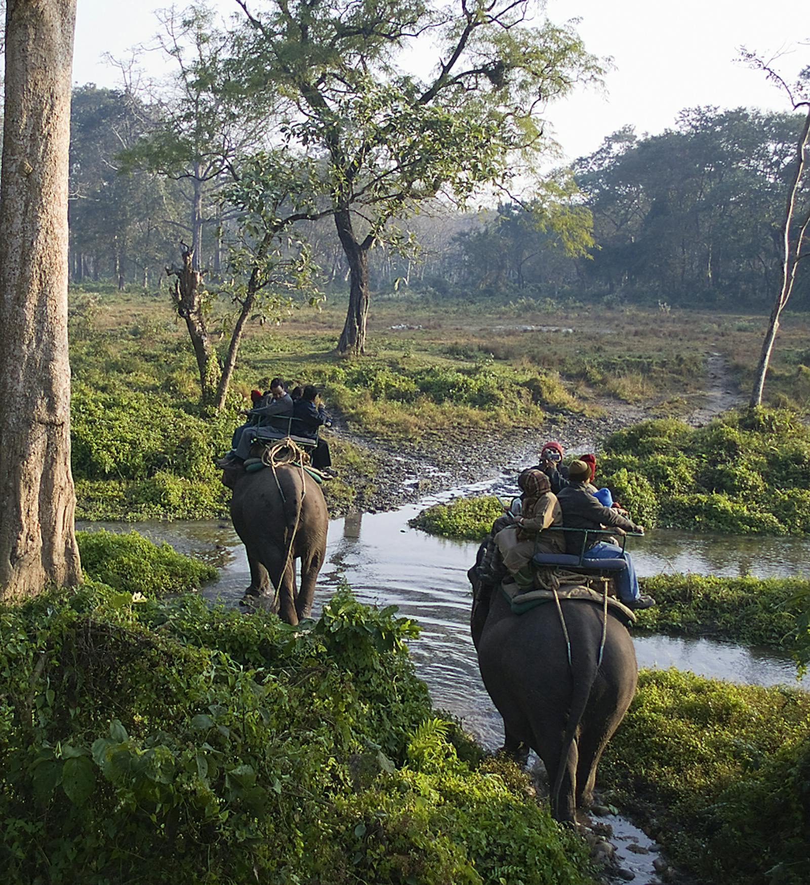 Lower Gangetic Plains Moist Deciduous Forests