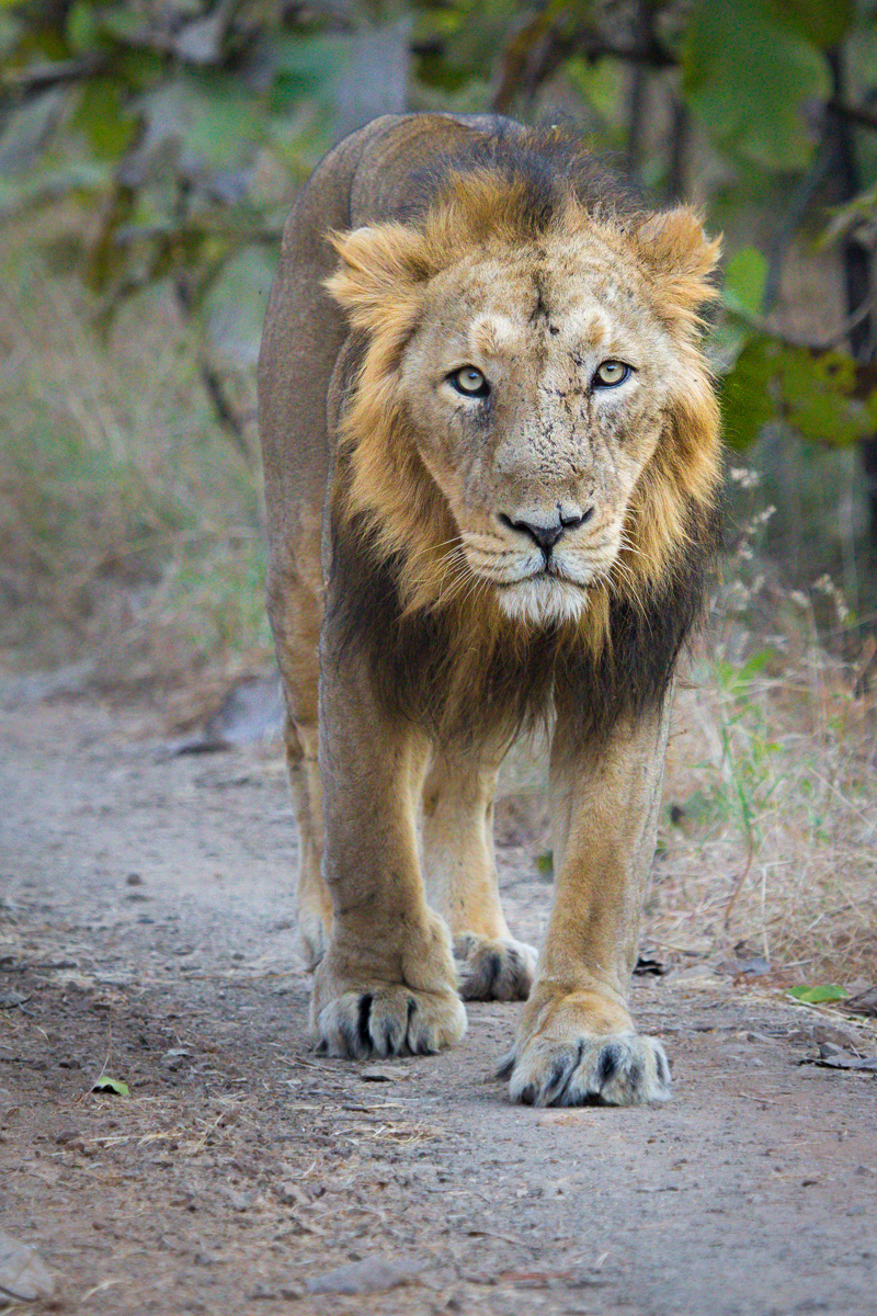 Asiatic lions: coming back from the brink of extinction | One Earth