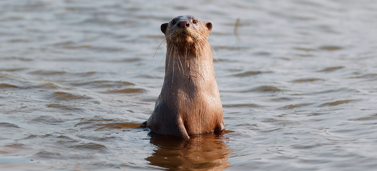 Currently, smooth-coated otters are Vulnerable in conservation status, indicator that their populations are at risk and require targeted conservation efforts to prevent further decline. Image Credit: Yathin SK, Wiki Commons.