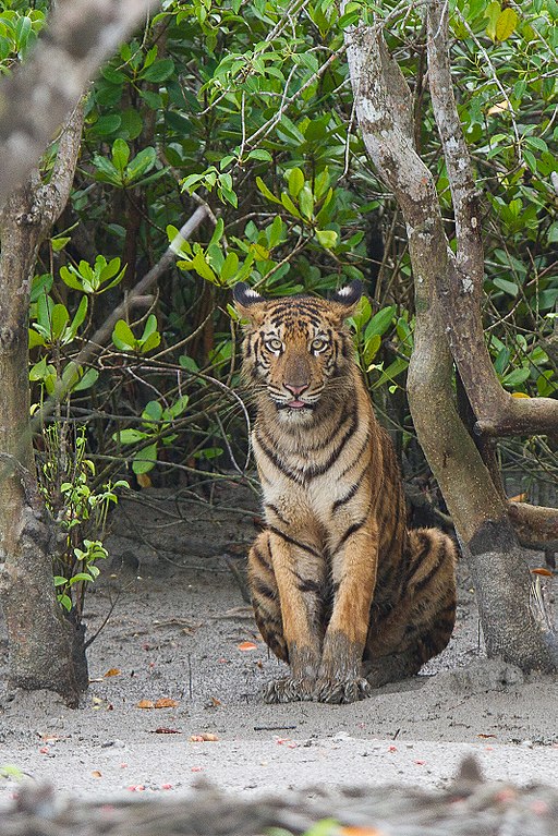 royal bengal tiger in sundarban