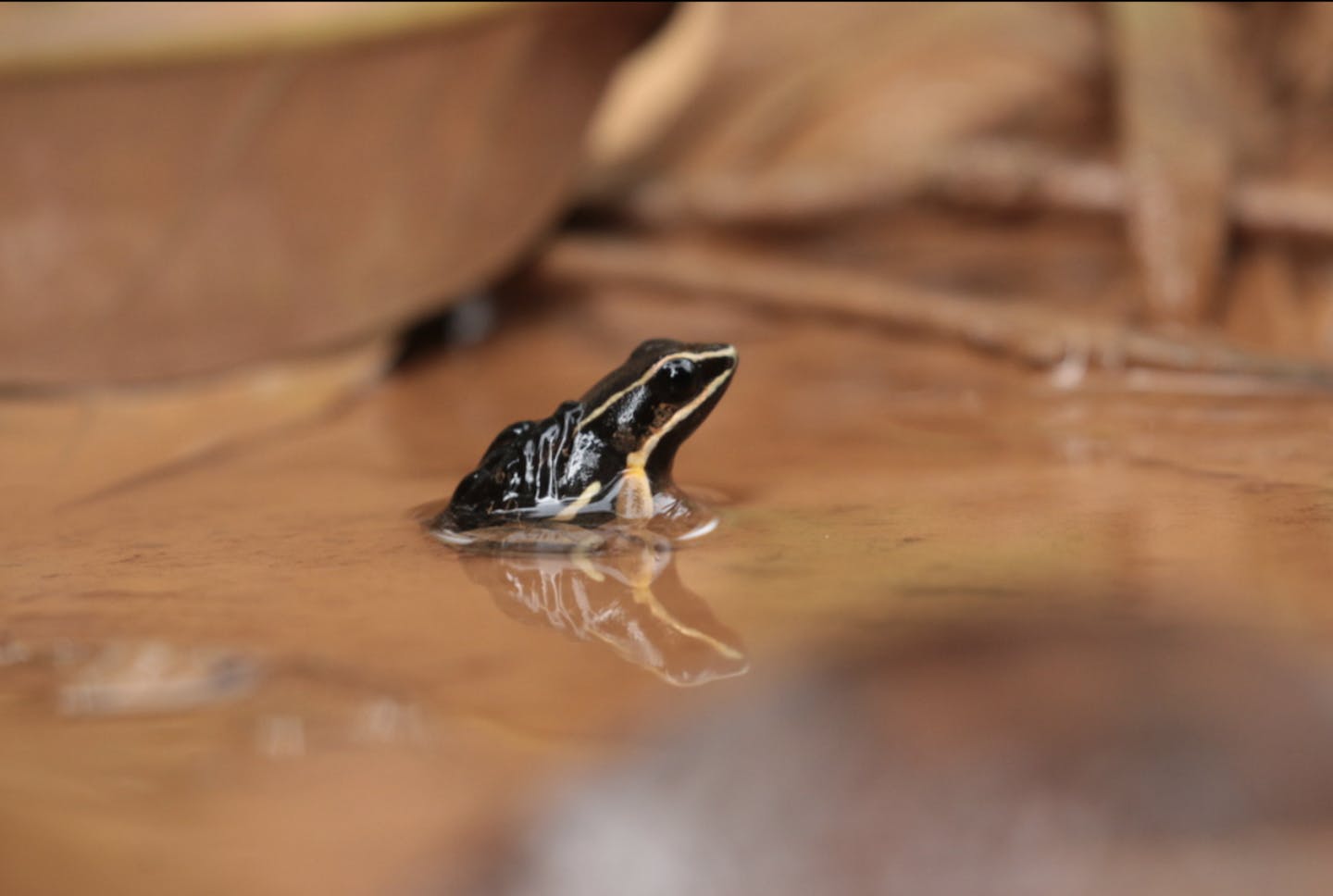 Piggybacking through the rainforest: How the brilliant-thighed poison frog parents