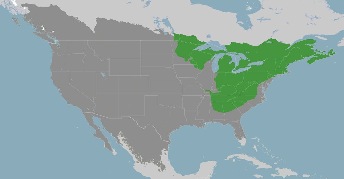Northeast American Forests