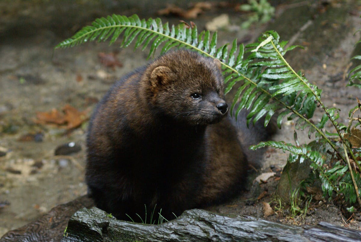 Pacific fishers: little but fierce predators of the boreal forest