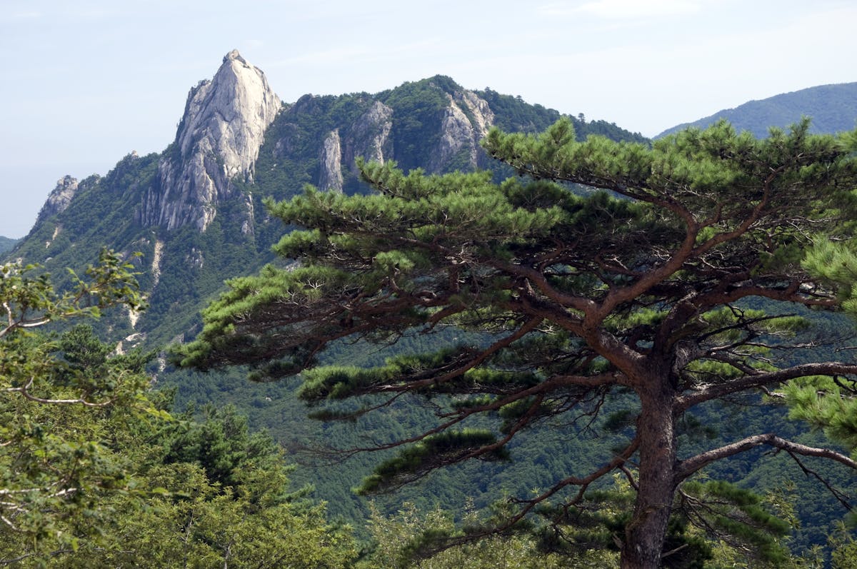 Northeast Asian Forests