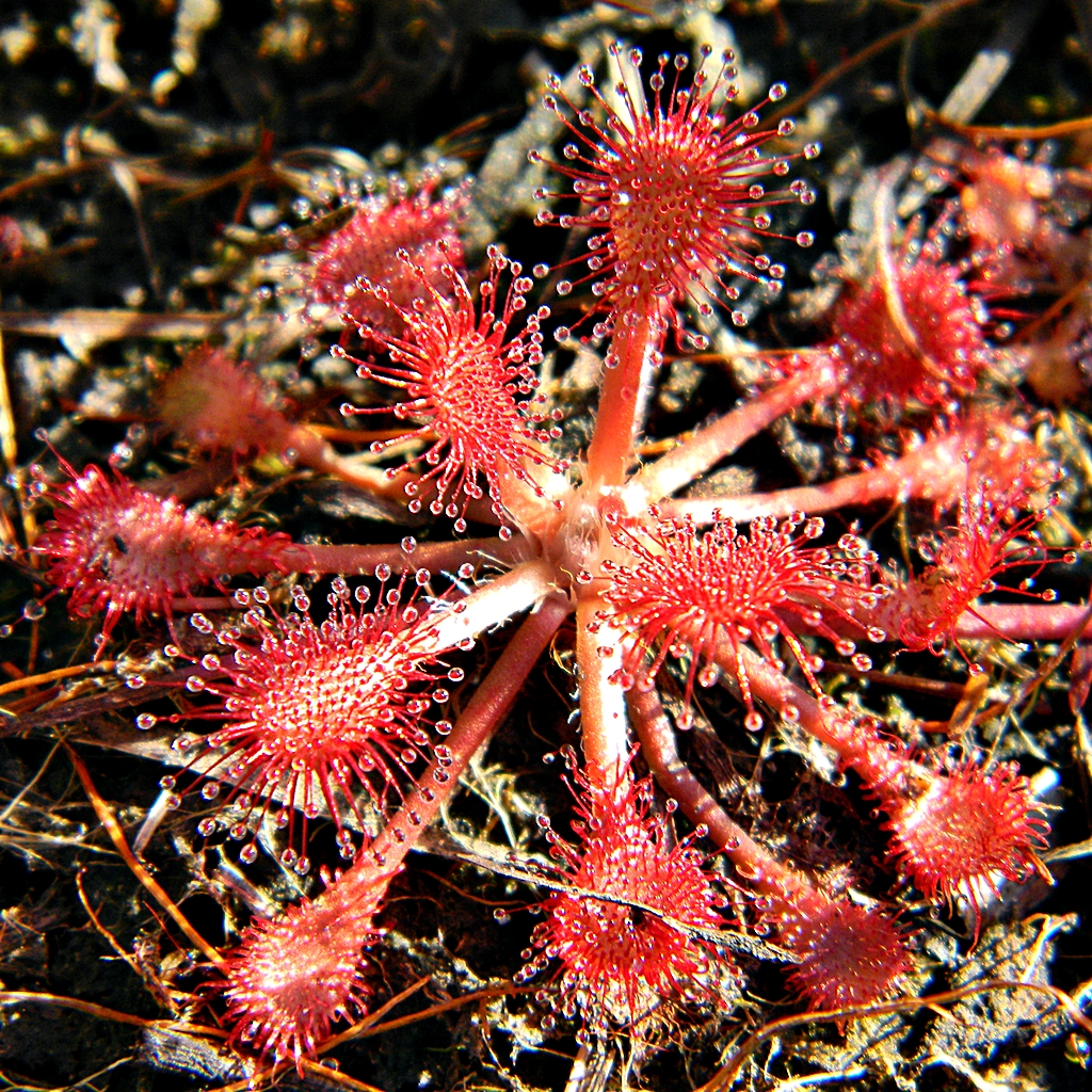 species-of-the-week-sundew-one-earth