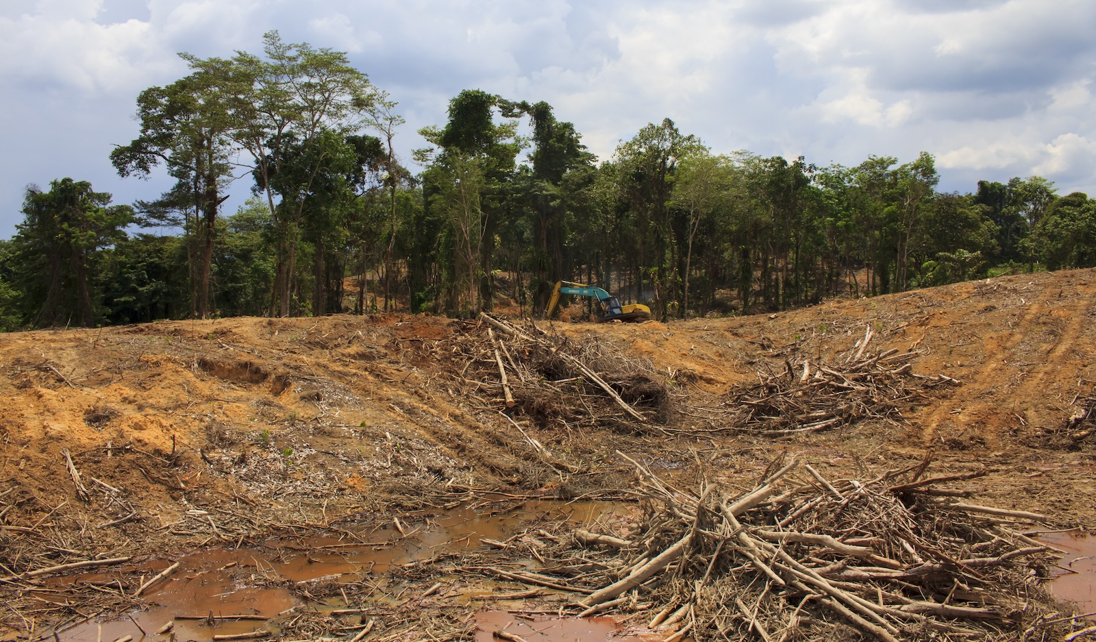 Rainforest is destroyed to make way for palm oil plantations in Borneo, Malaysia.