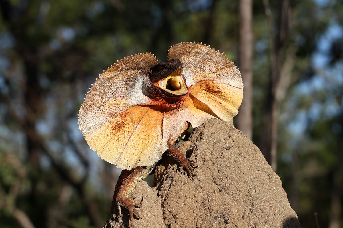 How frilled lizards expand their neck skin to scare predators