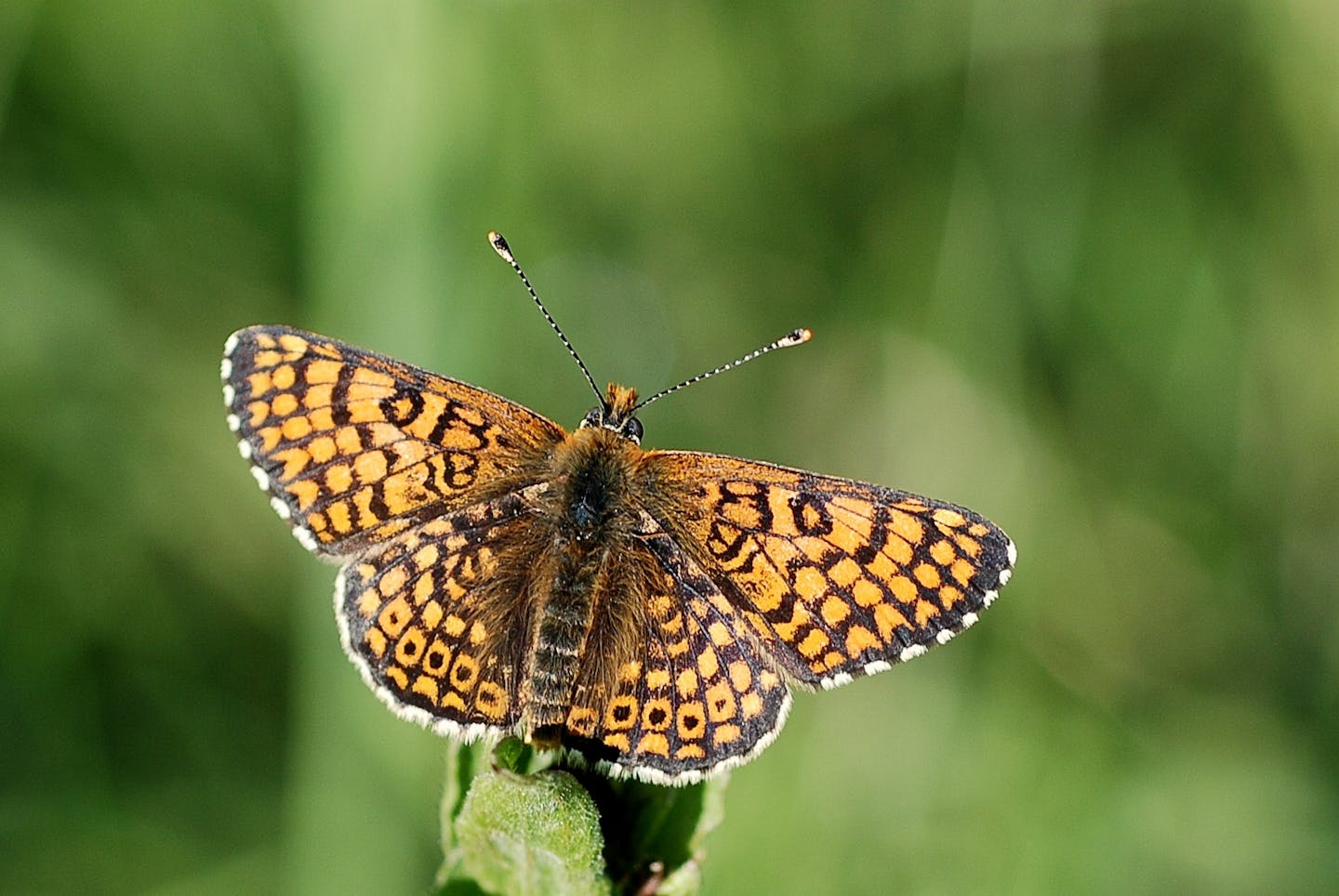 Horses can help threatened butterfly species