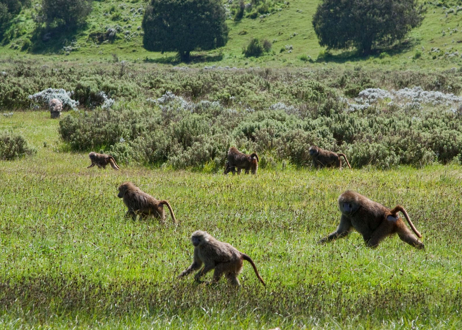 Ethiopian Montane Grasslands And Woodlands One Earth