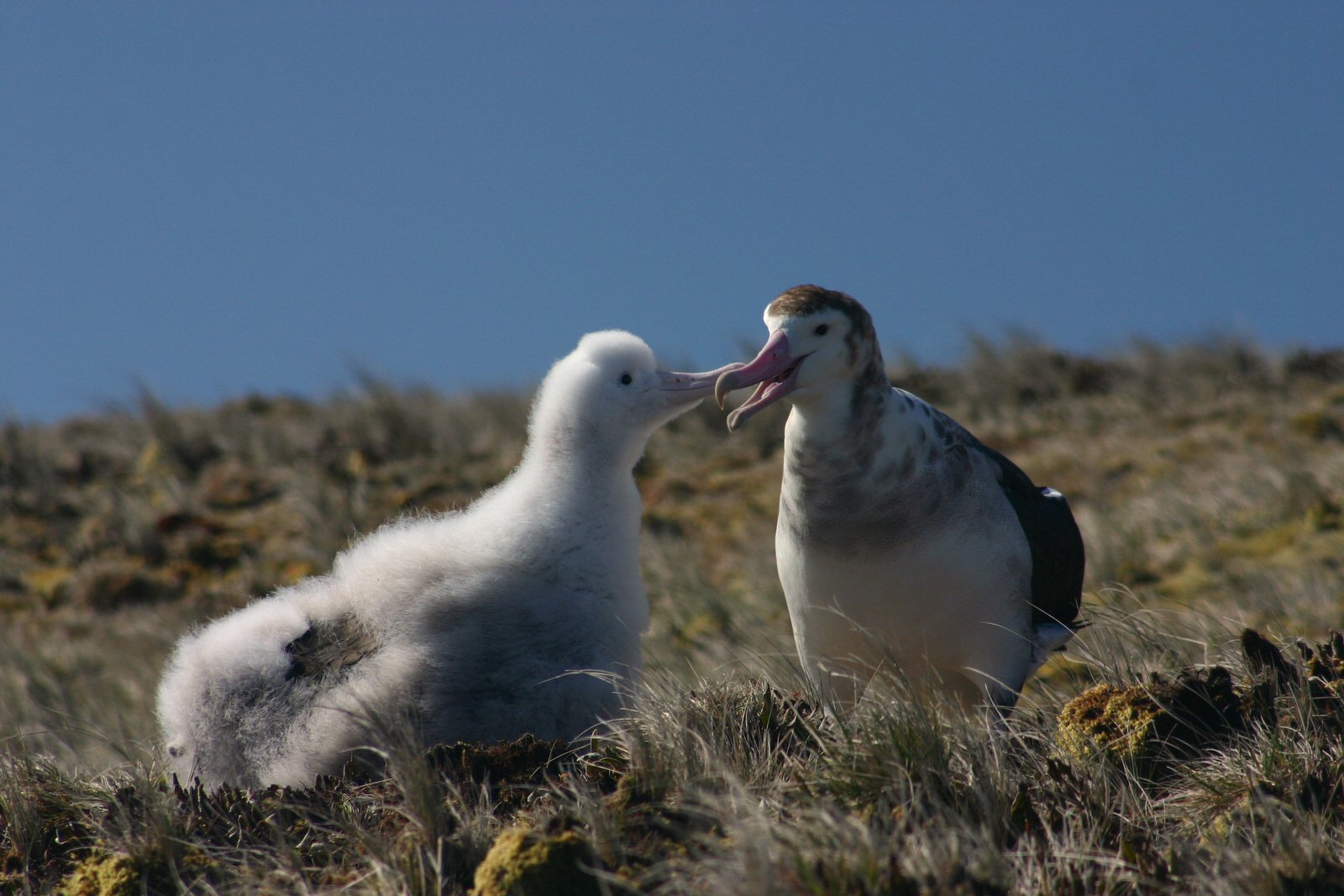 Amsterdam albatross and chick. Image Credit: Vincent Legendre, Wiki Commons.