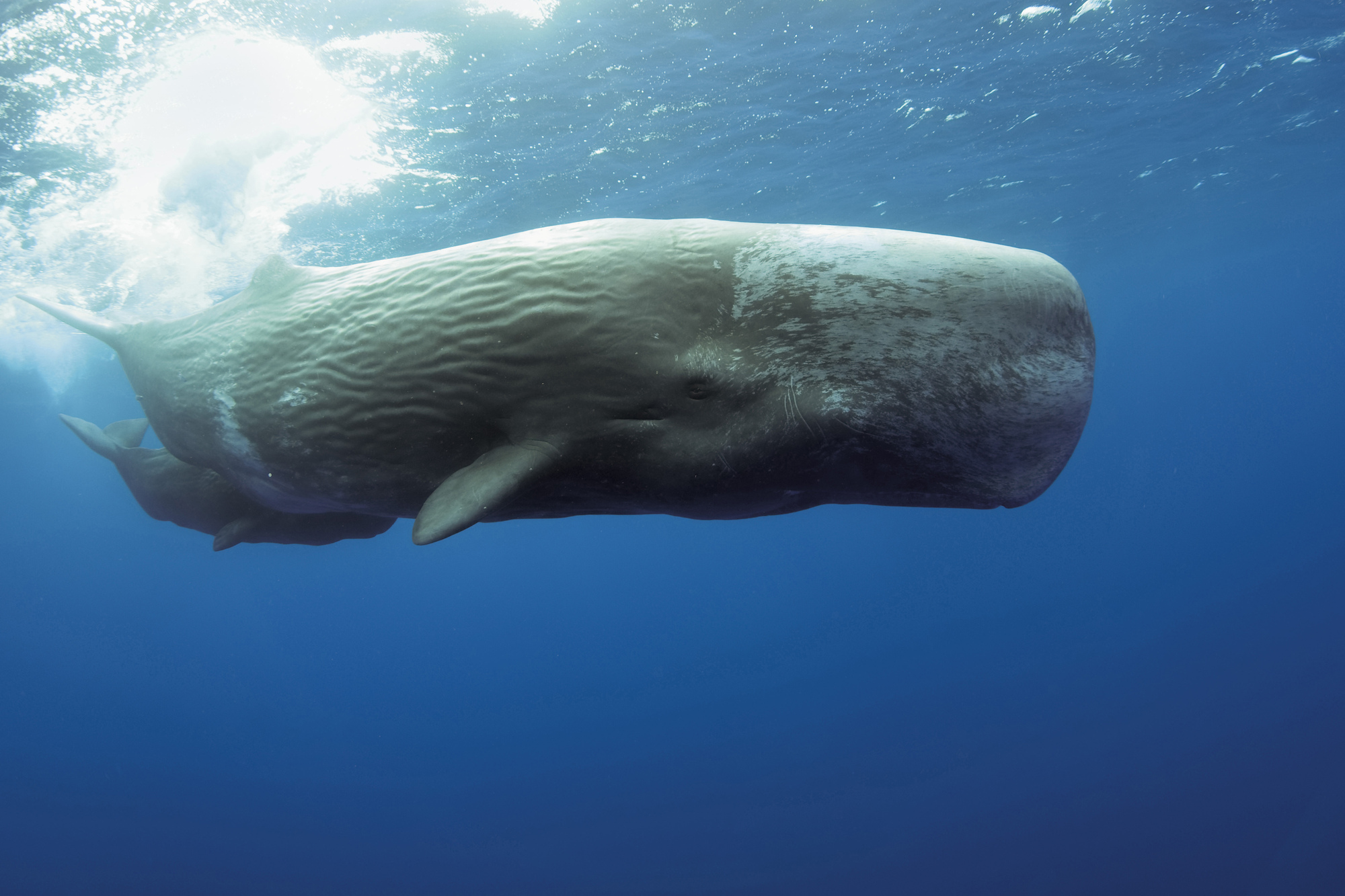 Sperm whale. Image credit: EnvatoElements