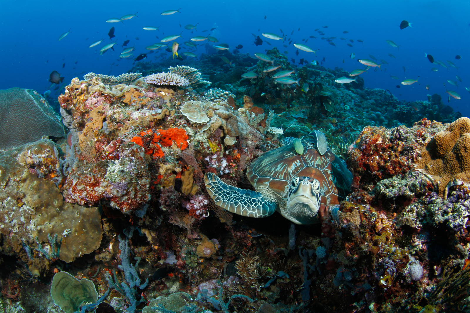 A green sea turtle (Chelonia mydas) is resting in a tropical coral reef surrounded by fish. Image Credit: © Divehive | Dreamstime.com.