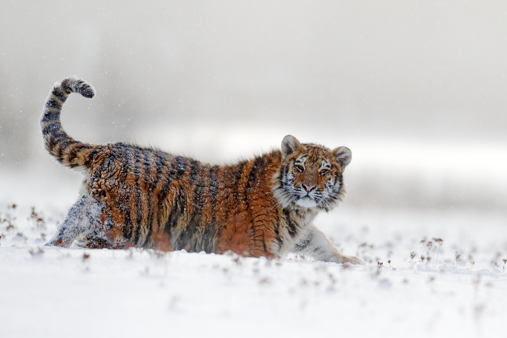 Siberian tiger in snow fall. Image Credit: © Ondrej Prosicky, Dreamstime. Siberian tiger in snow fall. Image Credit: © Ondrej Prosicky, Dreamstime.