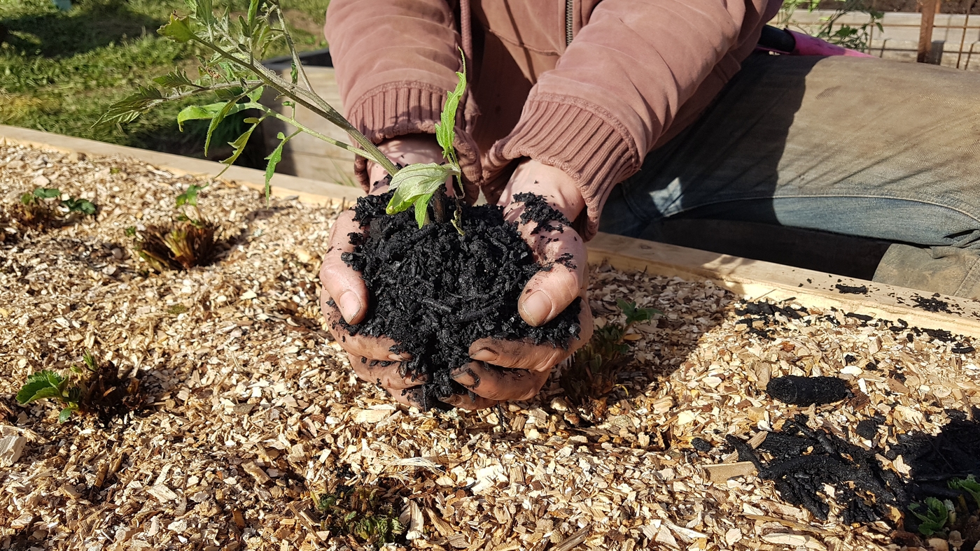 Biochar used in the garden.