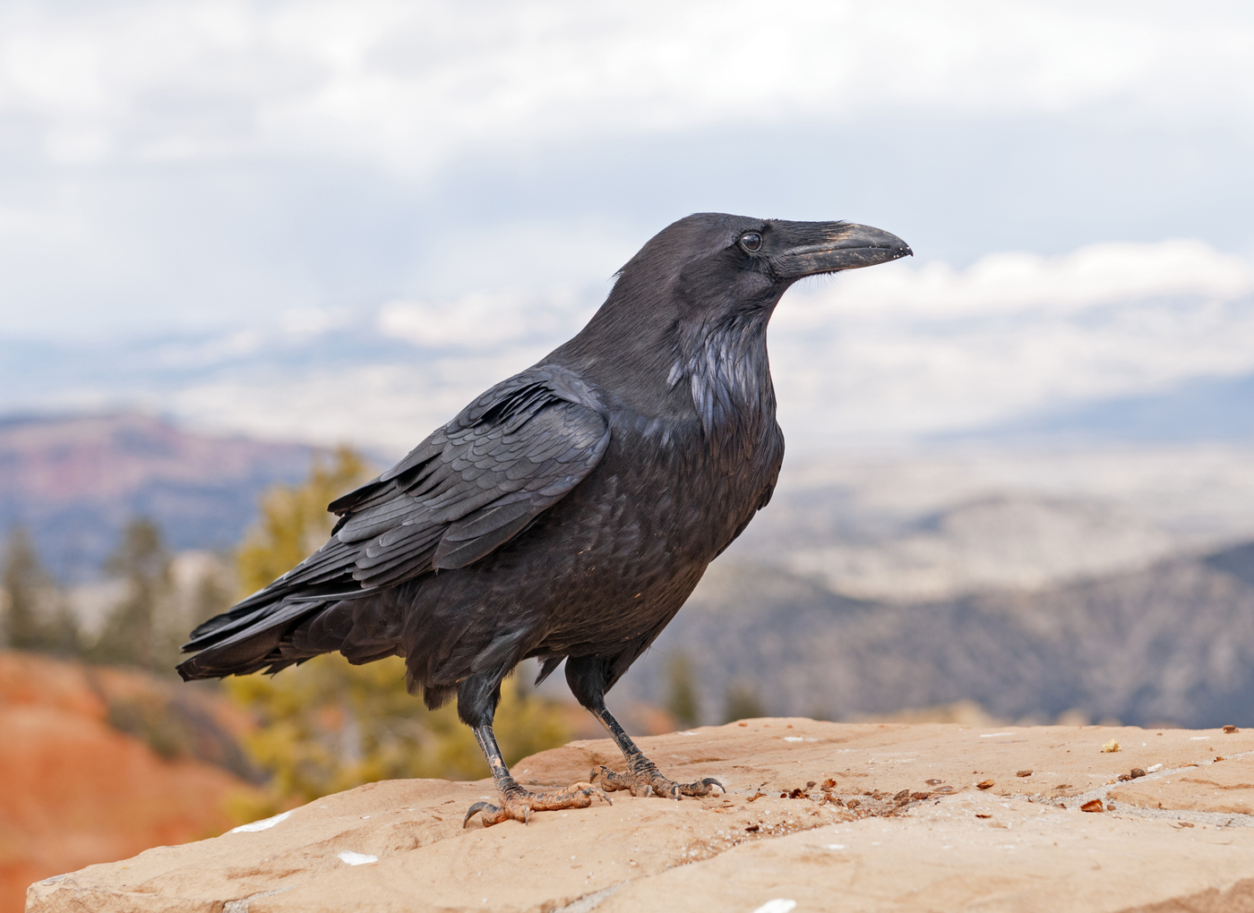 Common raven (Corvus corax) on a rock ledge.