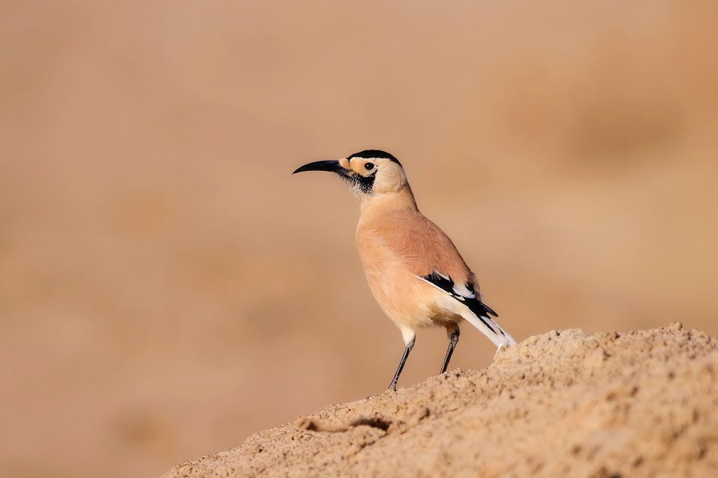 Xinjiang ground jay: A desert corvid found nowhere else on Earth