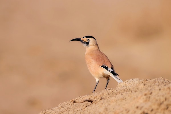 Xinjiang ground jay. Image Credit: Cammello di Sabbia, Global Birds Project.