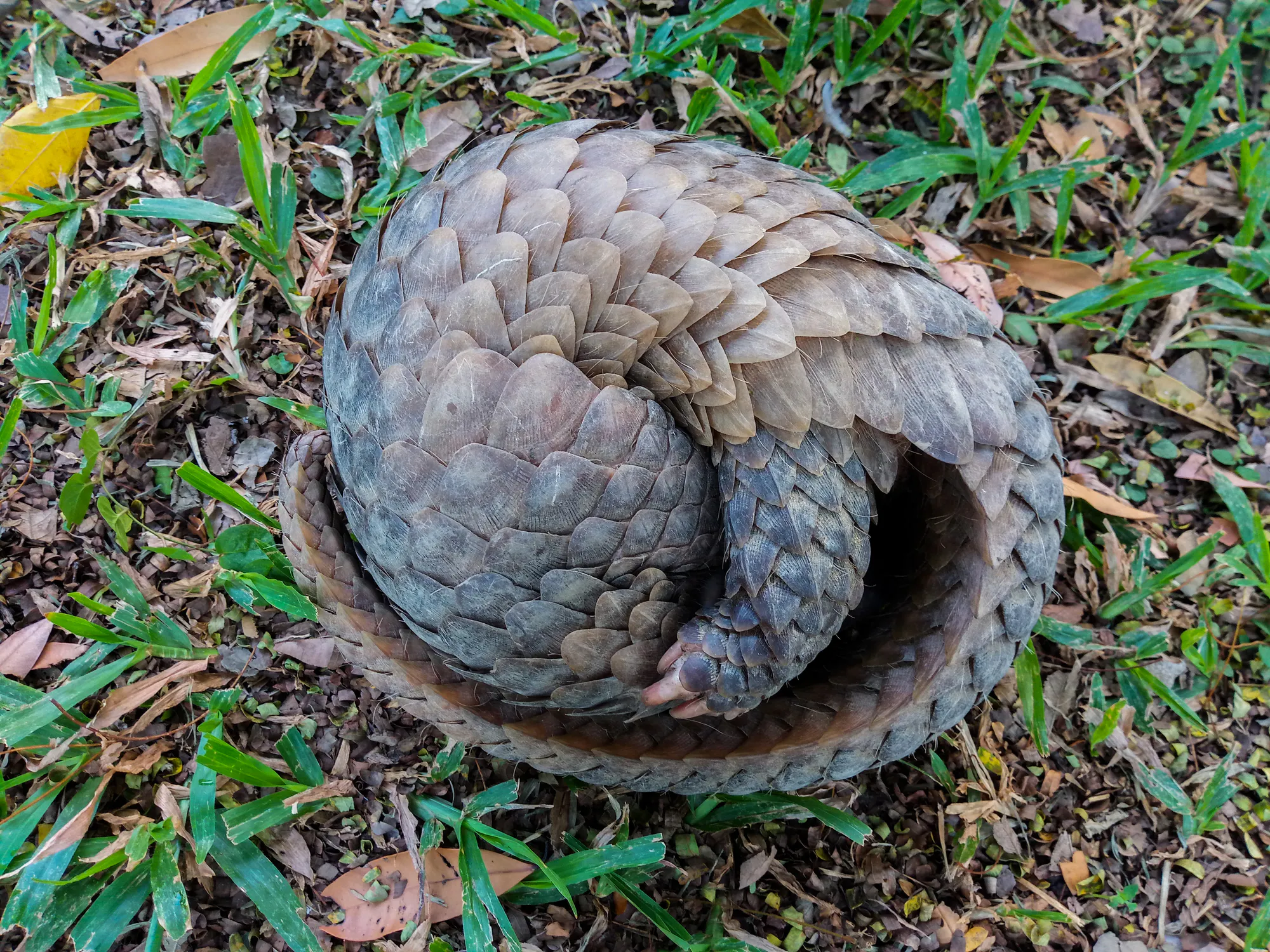A Chinese pangolin lies rolled into ball on grass. Image Credit: © Ronnachai Limpakdeesavasd, Dreamstime.