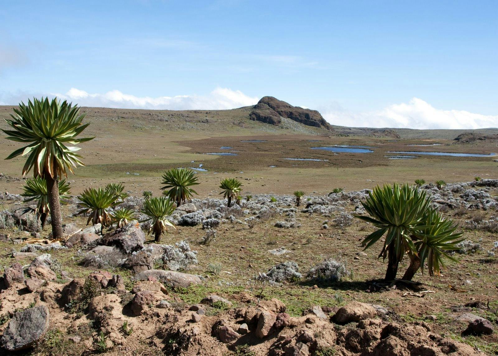 Ethiopian Montane Moorlands
