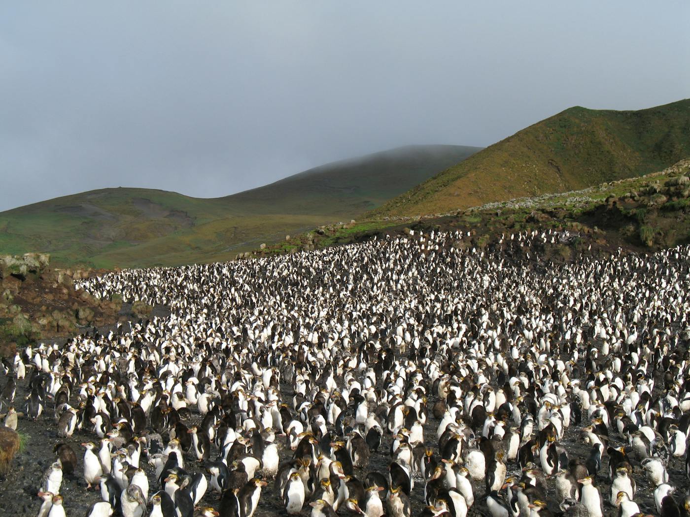 Subantarctic Antipodes Islands (AU16)