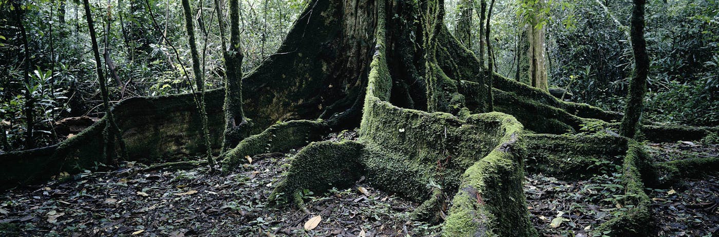 East African Coastal Forests (AT7)