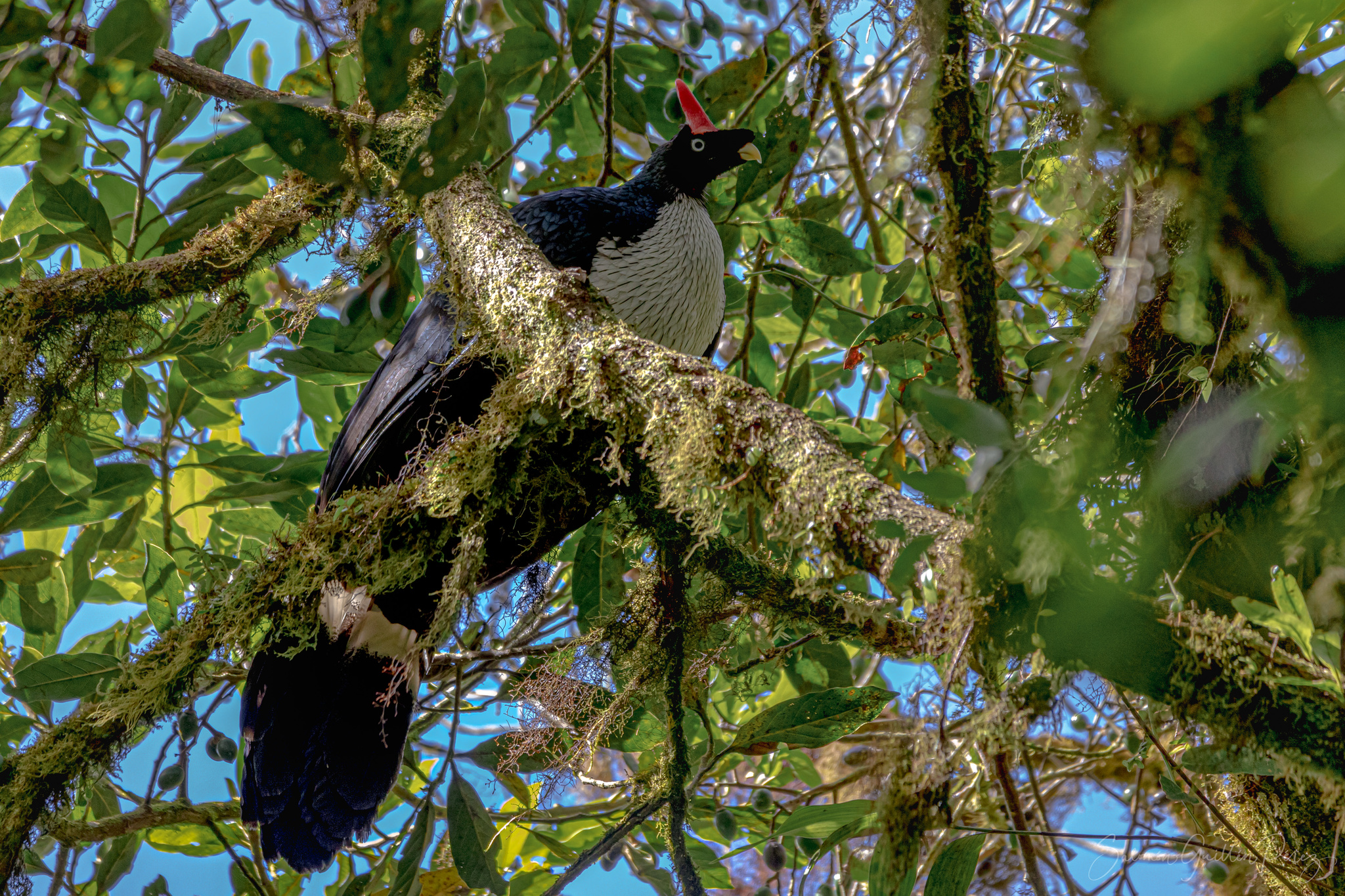 Central American Montane Forests | One Earth